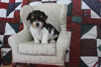 ID E 9208 Male Parti Yorkie, a male Yorkshire Terrier for sale in Maryville, MO – 7 of 7
