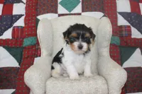 ID E 9208 Male Parti Yorkie, a male Yorkshire Terrier for sale in Maryville, MO – 2 of 7