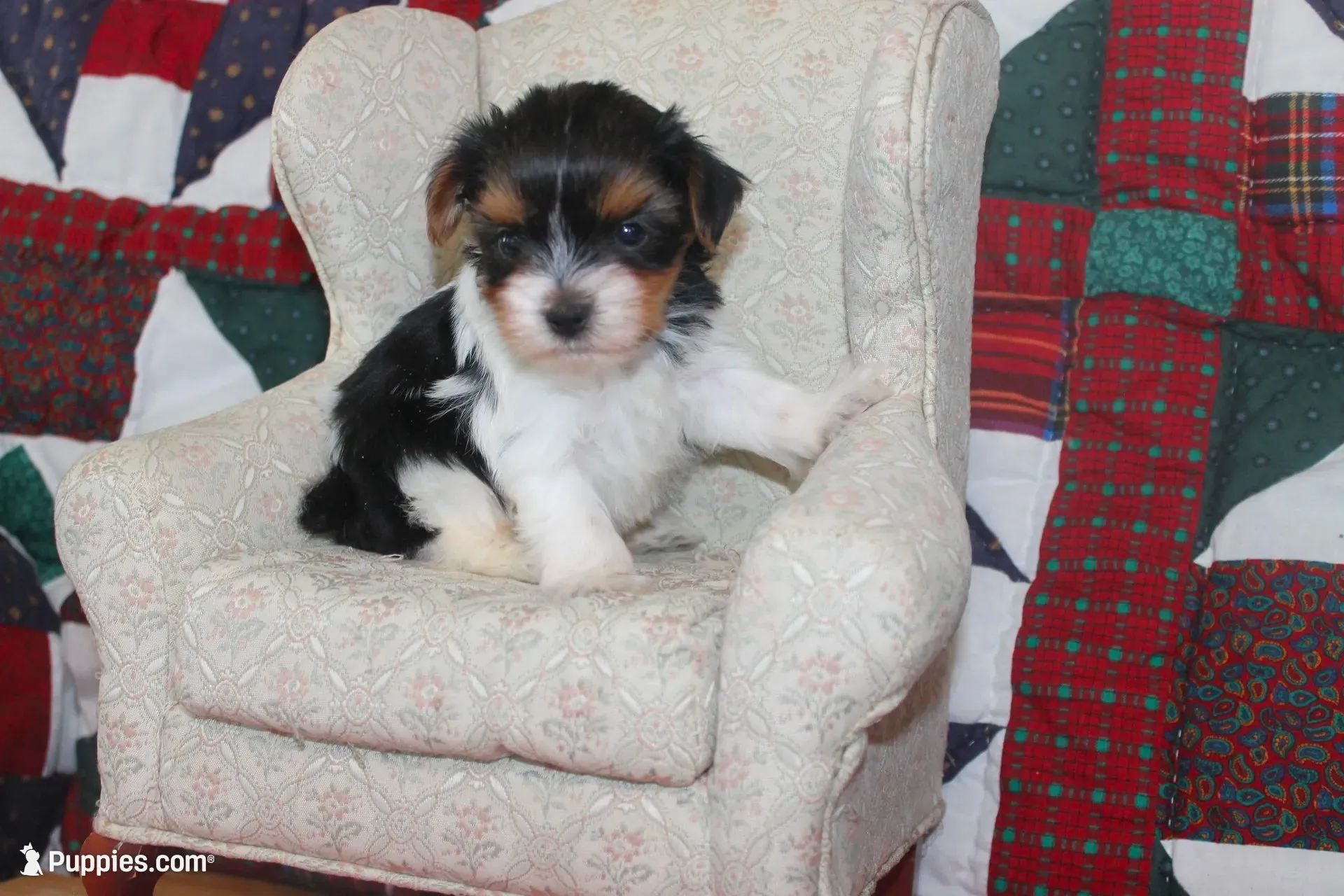 ID E 9208 Small Male Parti Yorkie, a male Yorkshire Terrier for sale in Maryville, MO – 6 of 9