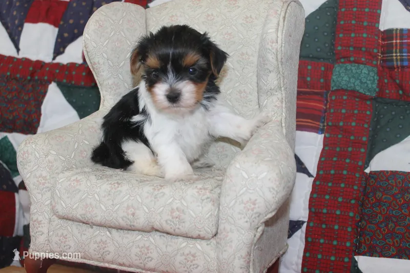 ID E 9208 Male Parti Yorkie – Yorkshire Terrier puppy for sale in Maryville, MO