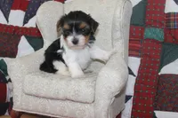 ID E 9208 Male Parti Yorkie, a male Yorkshire Terrier for sale in Maryville, MO – 1 of 7
