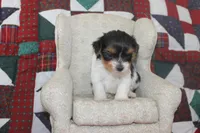 ID E 9208 Male Parti Yorkie, a male Yorkshire Terrier for sale in Maryville, MO – 4 of 7
