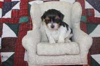 ID E 9208 Male Parti Yorkie, a male Yorkshire Terrier for sale in Maryville, MO – 5 of 7