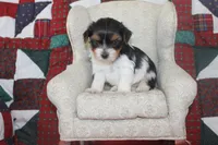 ID E 9208 Male Parti Yorkie, a male Yorkshire Terrier for sale in Maryville, MO – 6 of 7