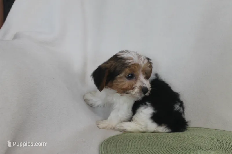 ID # 9197 Male Parti Yorkie – Yorkshire Terrier puppy for sale in Maryville, MO