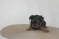 ID # 9852 Tiny Male Yorkie, a male Yorkshire Terrier for sale in Maryville, MO – 2 of 6