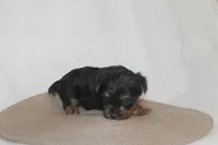 ID # 9852 Tiny Male Yorkie, a male Yorkshire Terrier for sale in Maryville, MO – 3 of 6