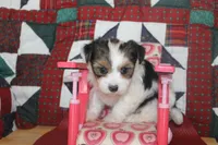 ID 9189 Female Parti Yorkie, a female Yorkshire Terrier for sale in Maryville, MO – 9 of 9
