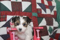 ID 9189 Female Parti Yorkie, a female Yorkshire Terrier for sale in Maryville, MO – 2 of 9
