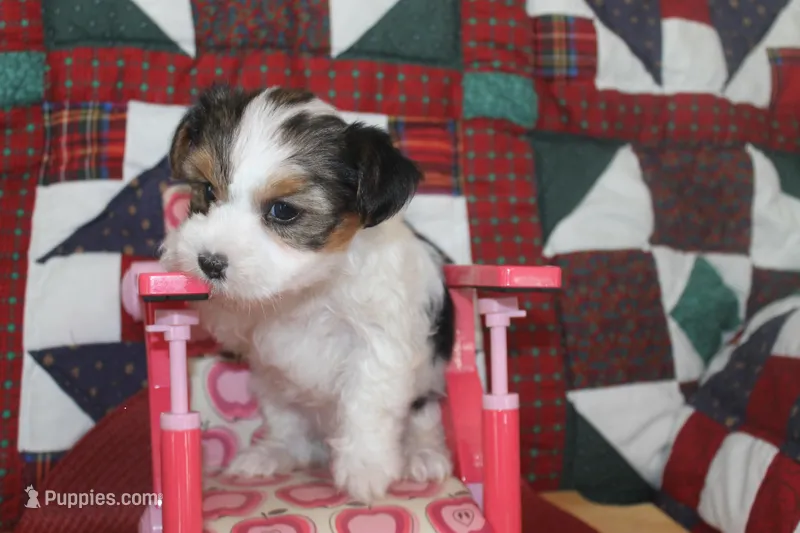 ID 9189 Female Parti Yorkie – Yorkshire Terrier puppy for sale in Maryville, MO