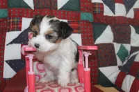 ID 9189 Female Parti Yorkie, a female Yorkshire Terrier for sale in Maryville, MO – 1 of 9