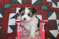 ID 9189 Female Parti Yorkie, a female Yorkshire Terrier for sale in Maryville, MO – 4 of 9