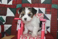 ID 9189 Female Parti Yorkie, a female Yorkshire Terrier for sale in Maryville, MO – 7 of 9