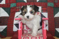 ID 9189 Female Parti Yorkie, a female Yorkshire Terrier for sale in Maryville, MO – 5 of 9