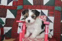 ID 9189 Female Parti Yorkie, a female Yorkshire Terrier for sale in Maryville, MO – 8 of 9