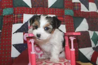 ID 9189 Female Parti Yorkie, a female Yorkshire Terrier for sale in Maryville, MO – 3 of 9