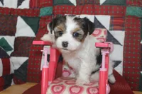 ID 9189 Female Parti Yorkie, a female Yorkshire Terrier for sale in Maryville, MO – 6 of 9
