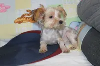 ID # 9200 Small Male Parti Yorkie, a male Yorkshire Terrier for sale in Maryville, MO – 7 of 10