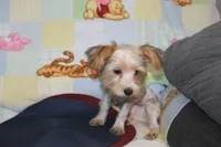 ID # 9200 Small Male Parti Yorkie, a male Yorkshire Terrier for sale in Maryville, MO – 9 of 10