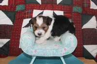ID # 9197 Male Parti Yorkie, a male Yorkshire Terrier for sale in Maryville, MO – 3 of 7
