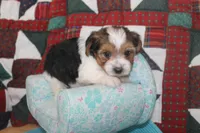 ID # 9197 Male Parti Yorkie, a male Yorkshire Terrier for sale in Maryville, MO – 5 of 7