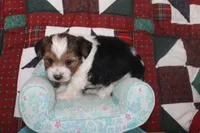 ID # 9197 Male Parti Yorkie, a male Yorkshire Terrier for sale in Maryville, MO – 4 of 7