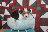 ID # 9197 Male Parti Yorkie, a male Yorkshire Terrier for sale in Maryville, MO – 7 of 7