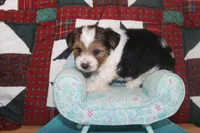 ID # 9197 Male Parti Yorkie, a male Yorkshire Terrier for sale in Maryville, MO – 2 of 7