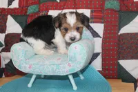 ID # 9197 Male Parti Yorkie, a male Yorkshire Terrier for sale in Maryville, MO – 6 of 7