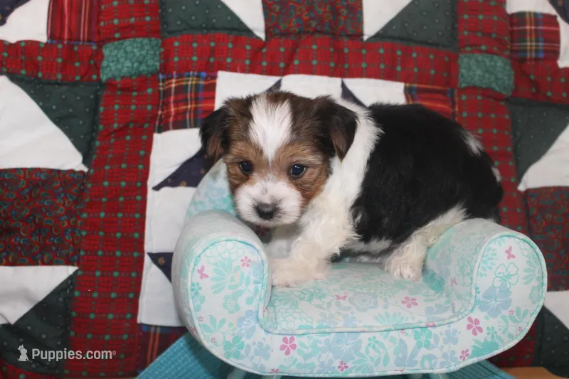 ID # 9197 Male Parti Yorkie – Yorkshire Terrier puppy for sale in Maryville, MO