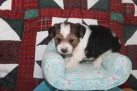 ID # 9197 Male Parti Yorkie, a male Yorkshire Terrier for sale in Maryville, MO – 1 of 7