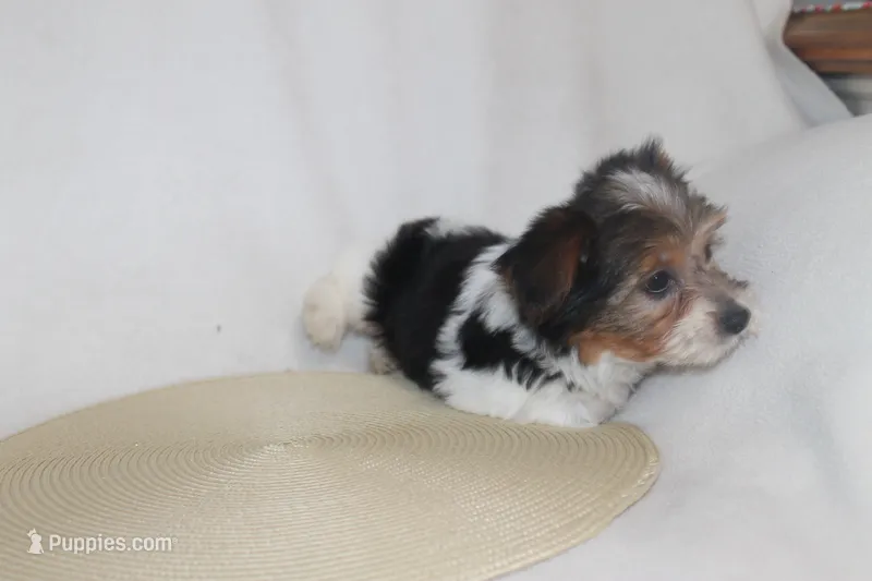 ID # 9192 Male Parti Yorkie – Yorkshire Terrier puppy for sale in Maryville, MO