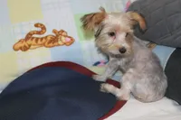 ID # 9200 Small Male Parti Yorkie, a male Yorkshire Terrier for sale in Maryville, MO – 6 of 10
