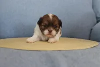 ID # 9188 Female Shih Tzu, a female Shih Tzu for sale in Maryville, MO – Photo 3 of 10