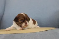 ID # 9188 Female Shih Tzu, a female Shih Tzu for sale in Maryville, MO – Photo 2 of 10