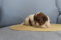 ID # 9188 Female Shih Tzu, a female Shih Tzu for sale in Maryville, MO – Photo 8 of 10