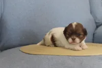 ID # 9188 Female Shih Tzu, a female Shih Tzu for sale in Maryville, MO – Photo 7 of 10