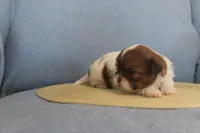 ID # 9188 Female Shih Tzu, a female Shih Tzu for sale in Maryville, MO – Photo 6 of 10