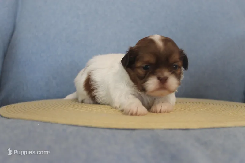 ID # 9188 Female Shih Tzu