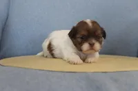 ID # 9188 Female Shih Tzu, a female Shih Tzu for sale in Maryville, MO – Photo 1 of 10