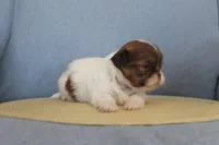 ID # 9188 Female Shih Tzu, a female Shih Tzu for sale in Maryville, MO – Photo 9 of 10