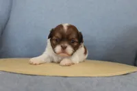 ID # 9188 Female Shih Tzu, a female Shih Tzu for sale in Maryville, MO – Photo 4 of 10