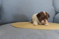 ID # 9188 Female Shih Tzu, a female Shih Tzu for sale in Maryville, MO – Photo 5 of 10