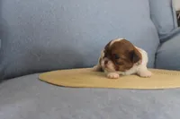 ID # 9188 Female Shih Tzu, a female Shih Tzu for sale in Maryville, MO – Photo 10 of 10