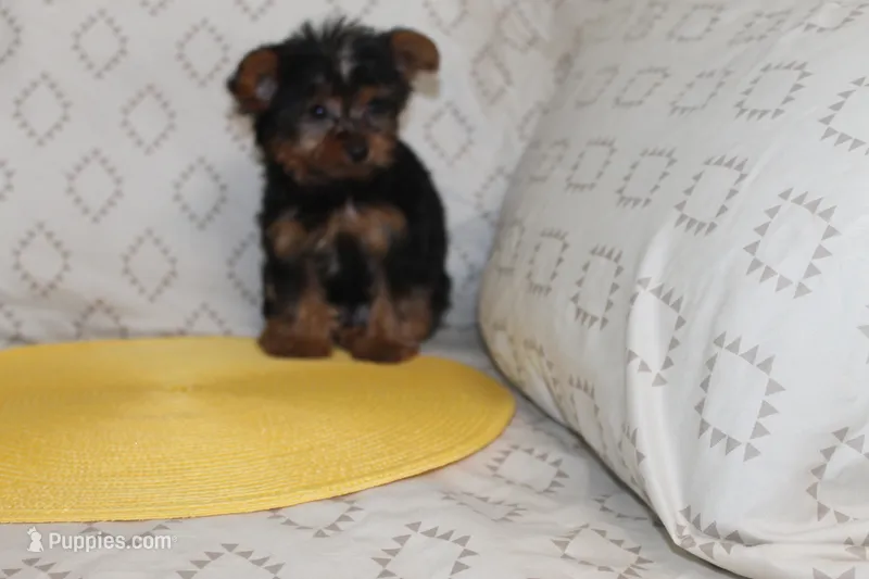 ID # 9852 Tiny Male Yorkie – Yorkshire Terrier puppy for sale in Maryville, MO