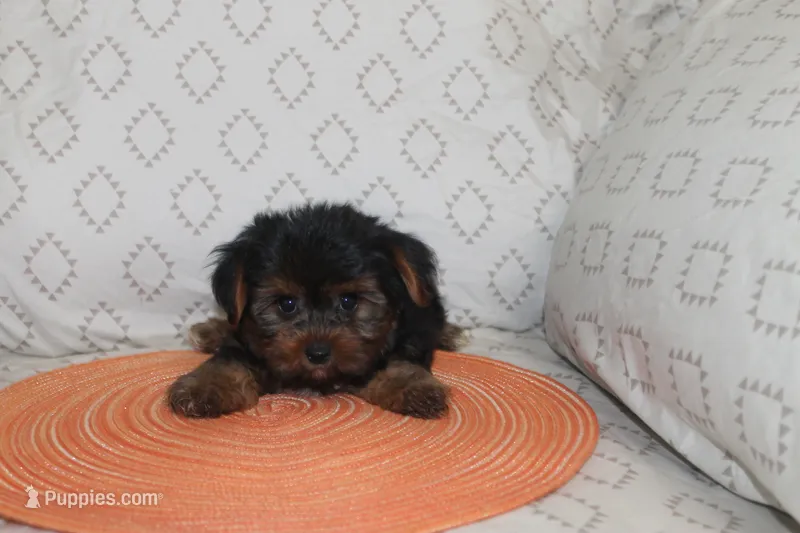 ID # 9855 Small Male Yorkie – Yorkshire Terrier puppy for sale in Maryville, MO