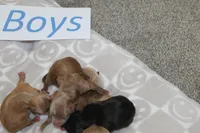 Yorkiepoo Boys, a male Yorkipoo for sale in Maryville, MO – Photo 5 of 10