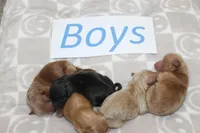 Yorkiepoo Boys, a male Yorkipoo for sale in Maryville, MO – Photo 2 of 10