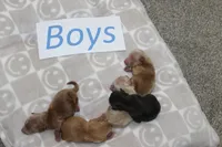 Yorkiepoo Boys, a male Yorkipoo for sale in Maryville, MO – Photo 8 of 10