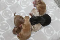 Yorkiepoo Boys, a male Yorkipoo for sale in Maryville, MO – Photo 7 of 10